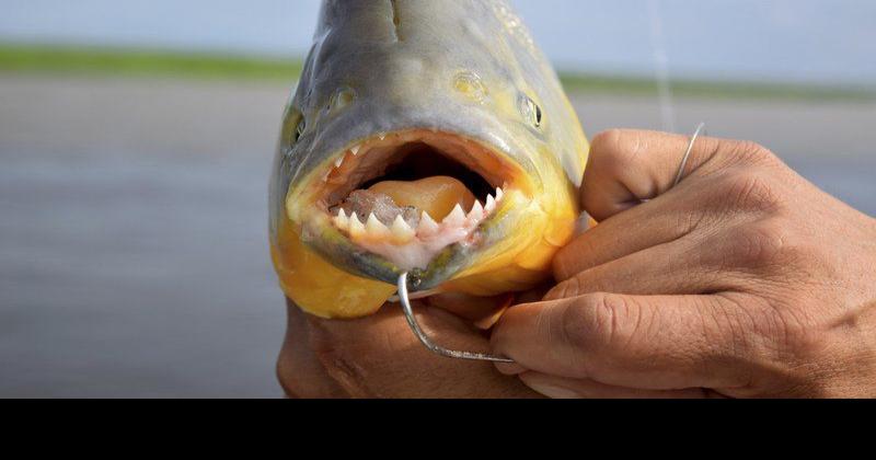 Outdoors: Fishing for piranhas on the Parana River
