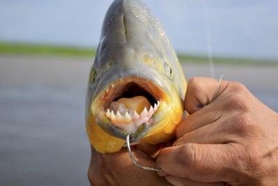 Outdoors: Fishing for piranhas on the Parana River