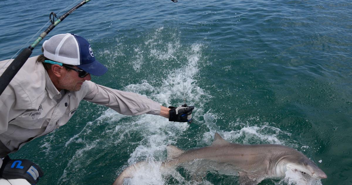 Researchers catch, attach trackers to sharks