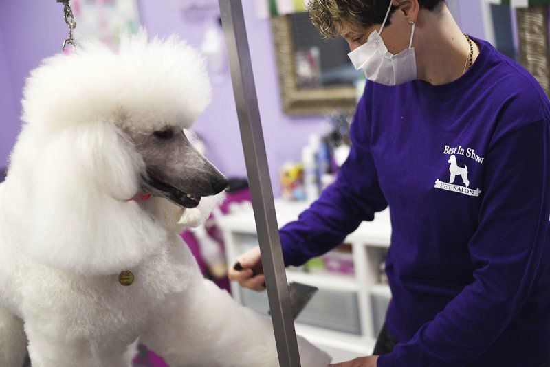 Shaggy store dog grooming