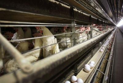 Baker signs tweaked voter-approved chicken cage law