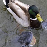 Primitive firearms season opens next week for deer hunting | Sports ...