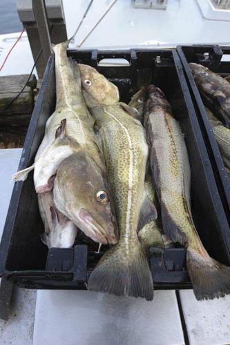 New fishing gear targets abundant haddock without hurting over-fished  species – Rhody Today