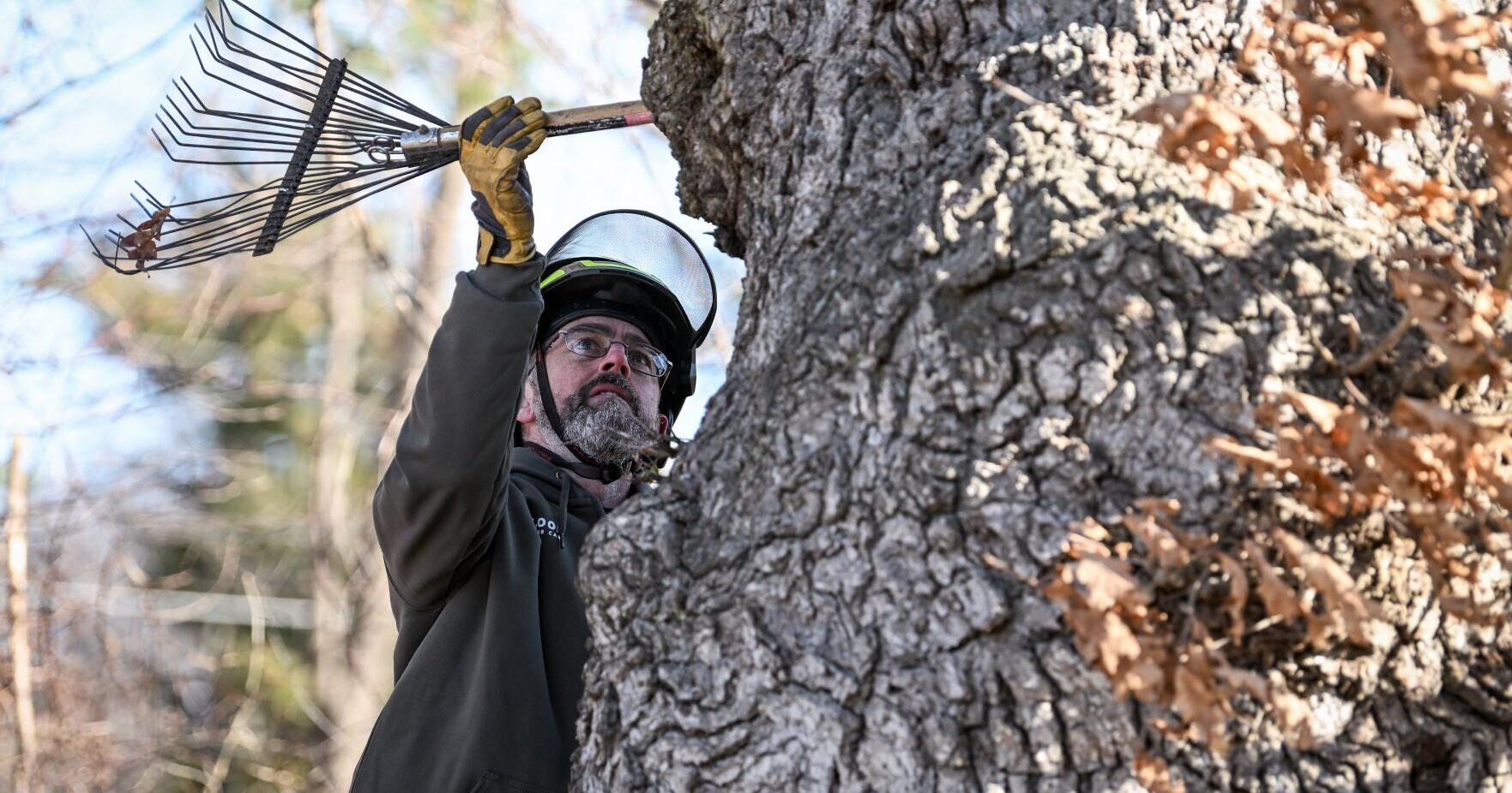 A new era for historic oak tree - Vimarsana News