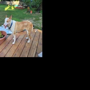 Pet of the Week