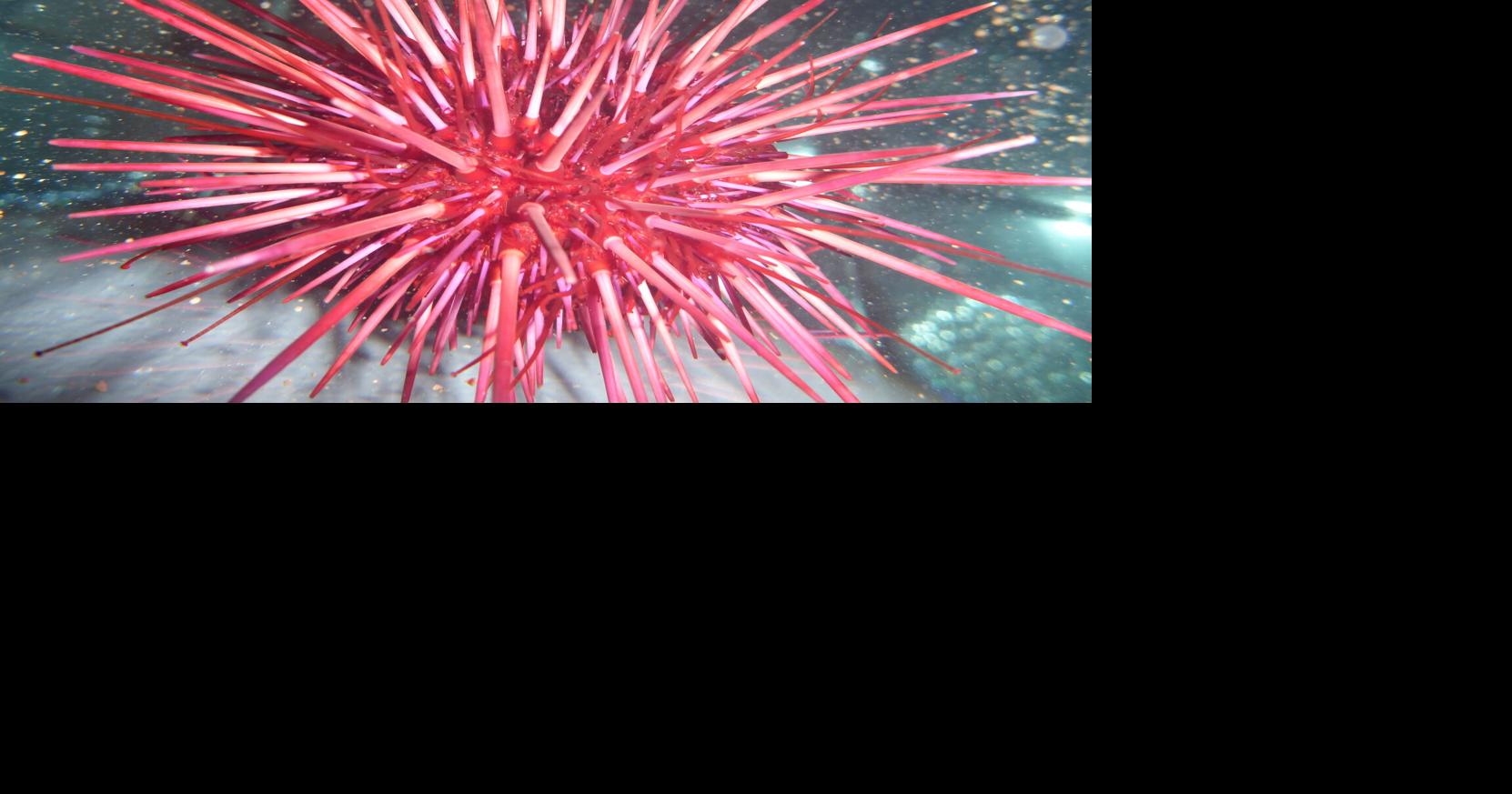 Red sea urchin's genome may hold clues to healthy aging | Local News | gloucestertimes.com