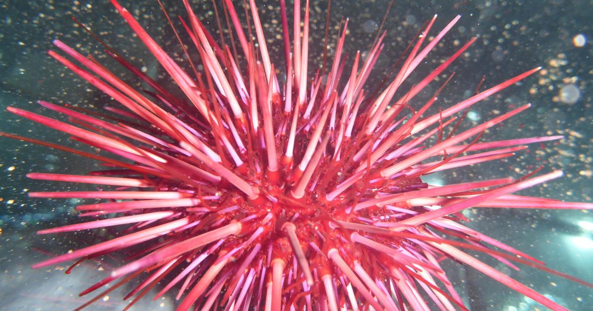 Red sea urchin's genome may hold clues to healthy aging | Local News | gloucestertimes.com