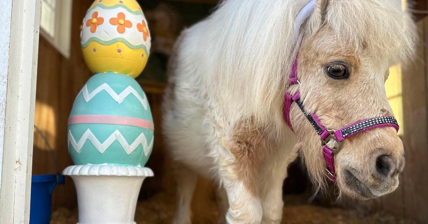 Andover miniature horse takes a crack at Cadbury bunny contest - Vimarsana News