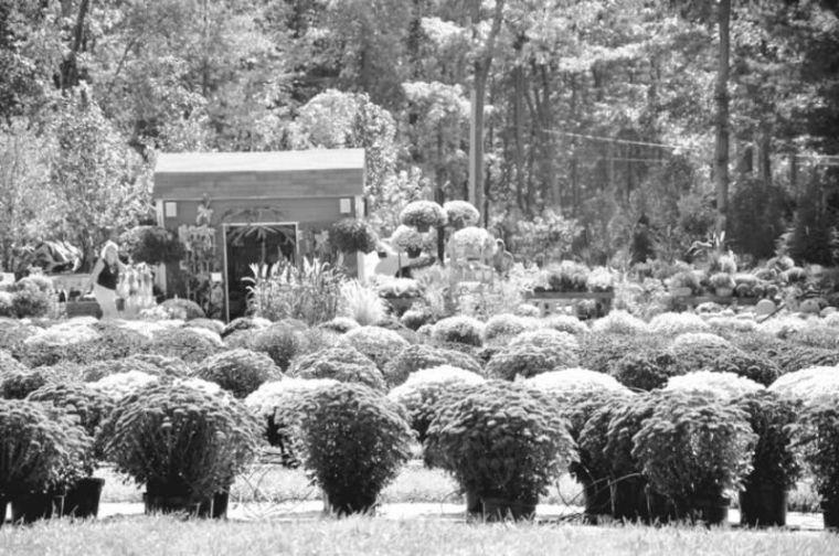 Can I plant my storebought mums? News