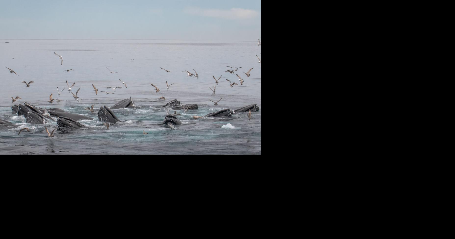 Historic humpback returns as large pod of whales spotted near Gloucester shores