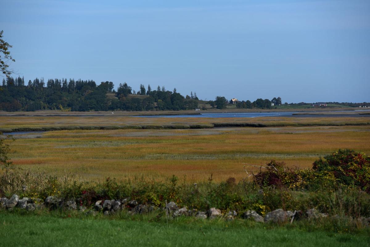 Salt marsh taking on autumn colors