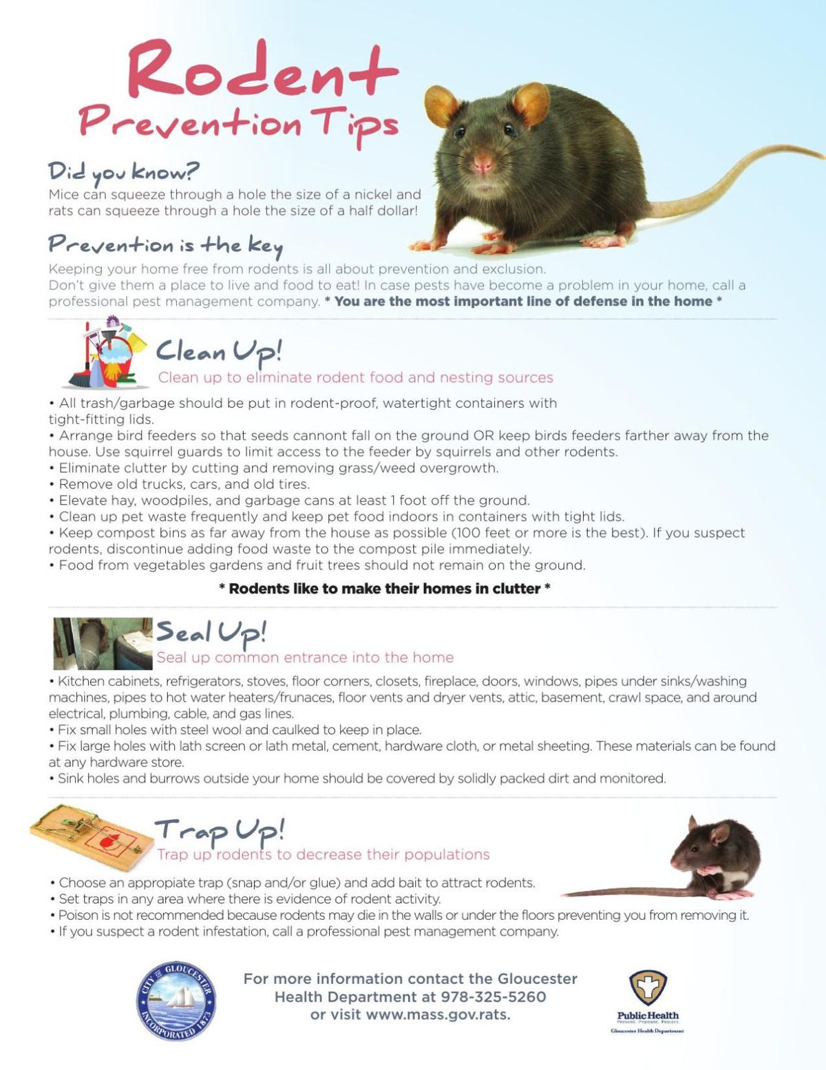 humane mouse removal: 9 steps for a rodent-free home