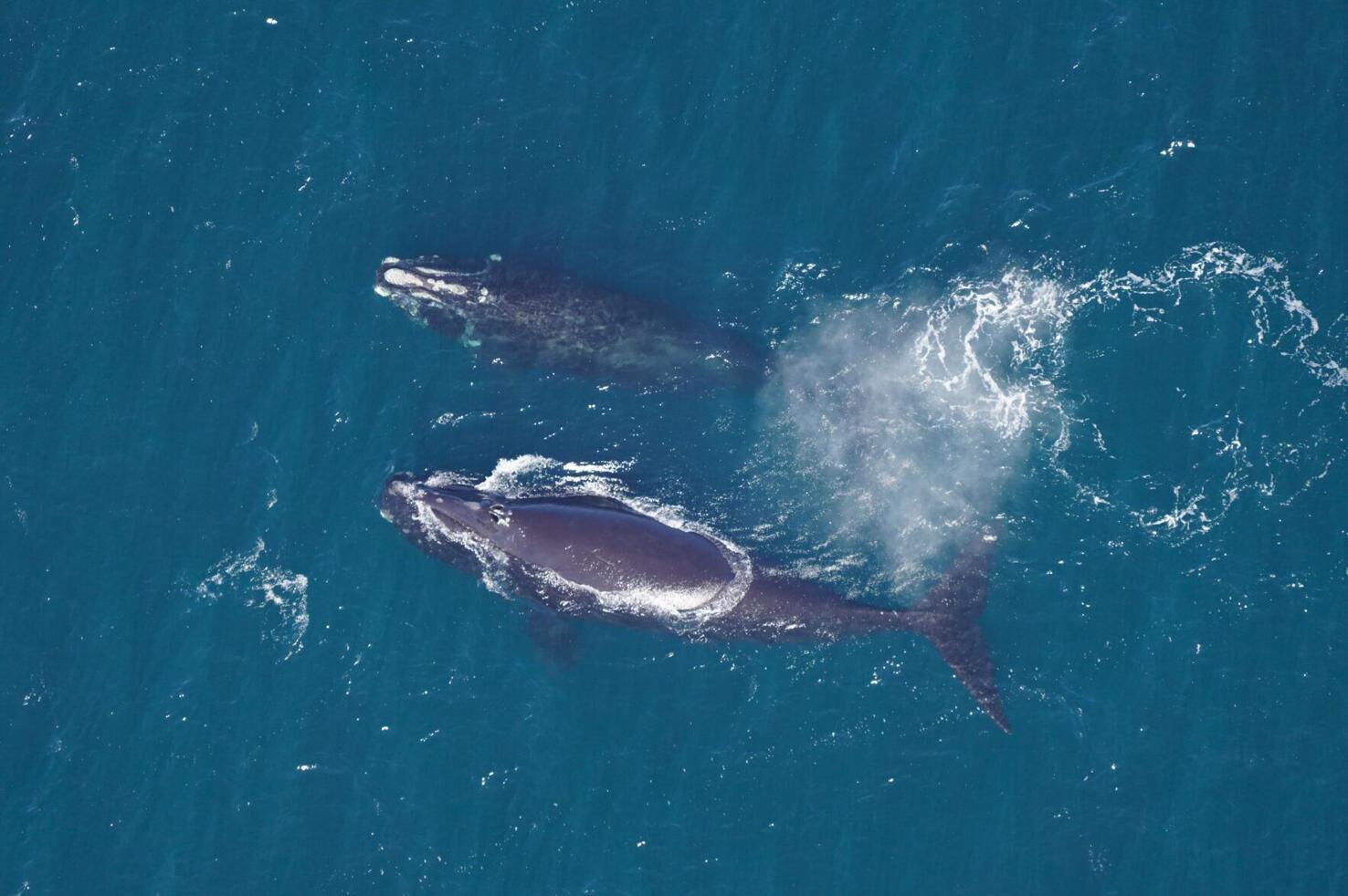 Decline of rare right whale appears to be slowing, but scientists