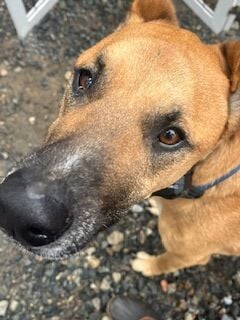 Pet of the Week | Lifestyle | gloucestertimes.com