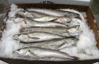 Fishing Council votes against limiting access to whiting fishery