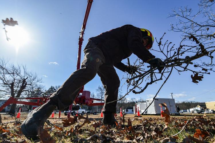 A new era for historic oak tree | Local News | gloucestertimes.com
