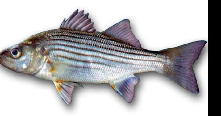 Flip Putthoff: Fishing report says stripers heading north, black bass  hitting on top