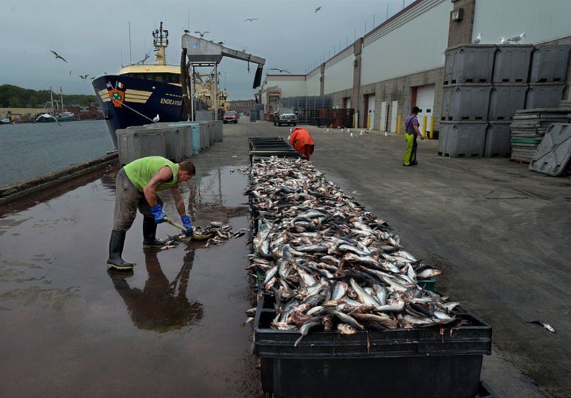 New Rules To Limit New England Herring Fishing Begin Fishing Industry News Gloucestertimes Com