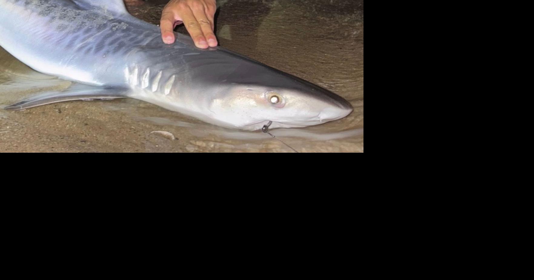 Tiger shark caught off Cape Cod could be sign of warming waters