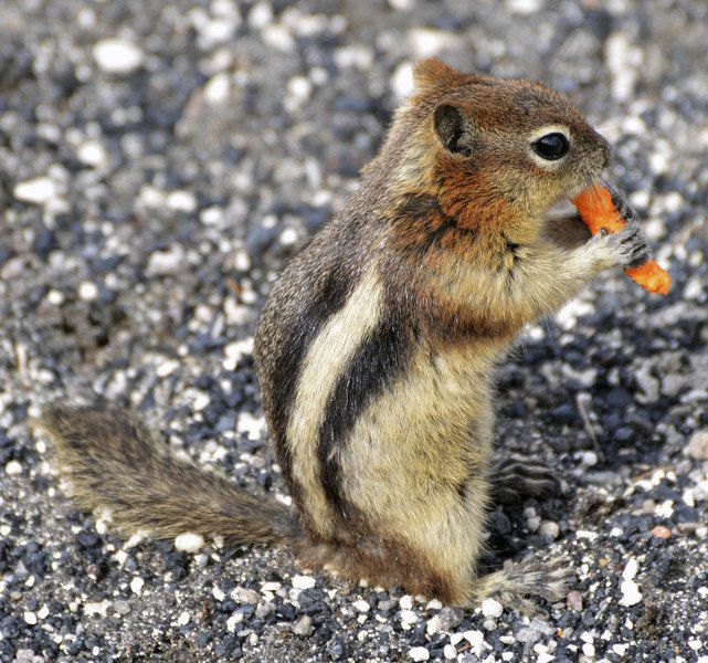 Outdoors: Winter chipmunks are abundant on the North Shore | Local ...