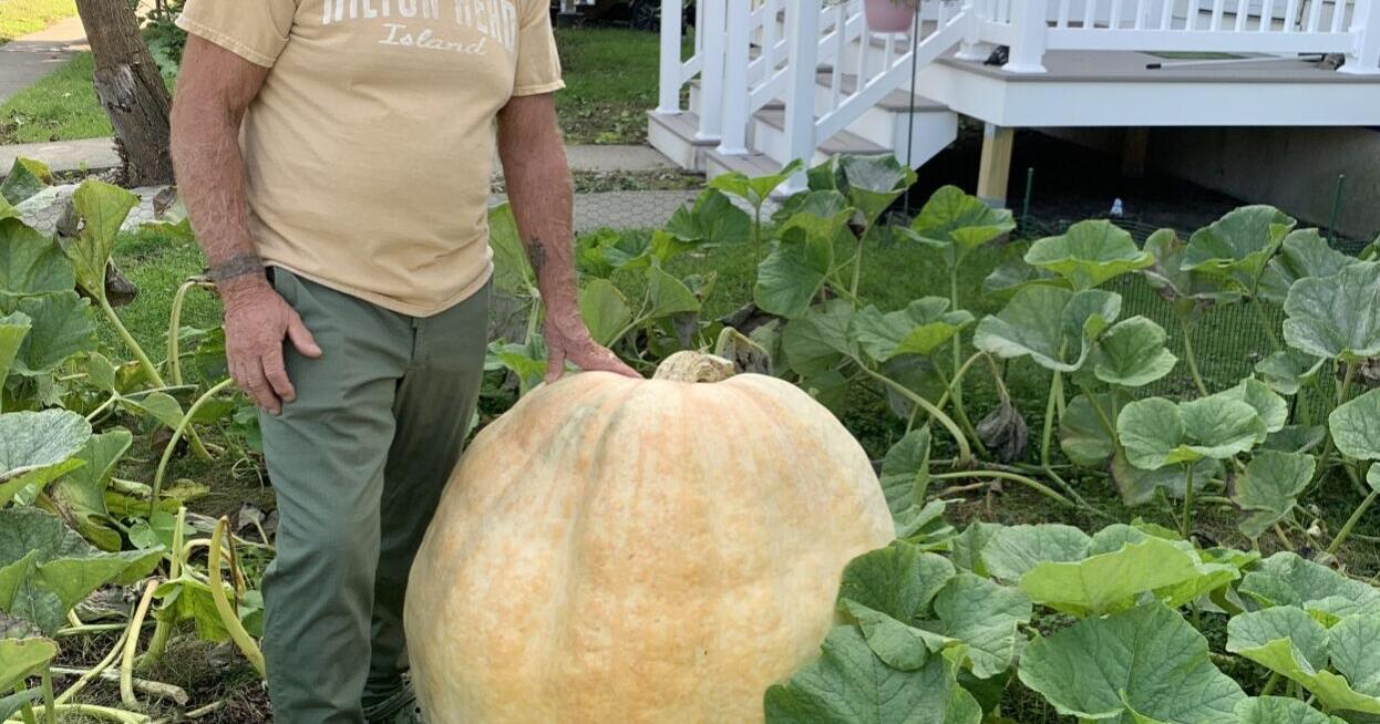 Lawrence-grown pumpkin scores big at Topsfield Fair - Vimarsana News