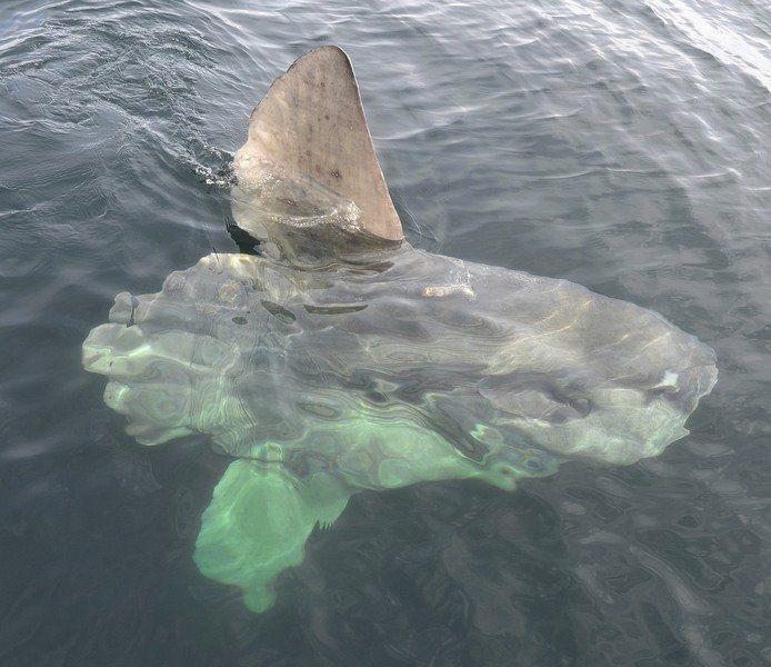 The Ocean Sunfish Is One Of Nature S Most Interesting Oddities Local Sports Gloucestertimes Com Eating an ocean sunfish is about as easy as eating a car tyre, but sea lions aren't letting that stop them! the ocean sunfish is one of nature s