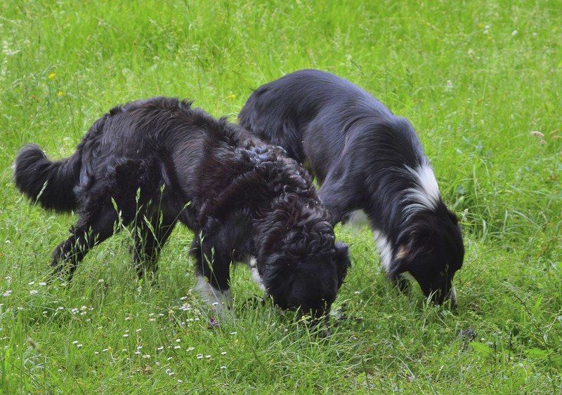 are border collies good hunting dogs