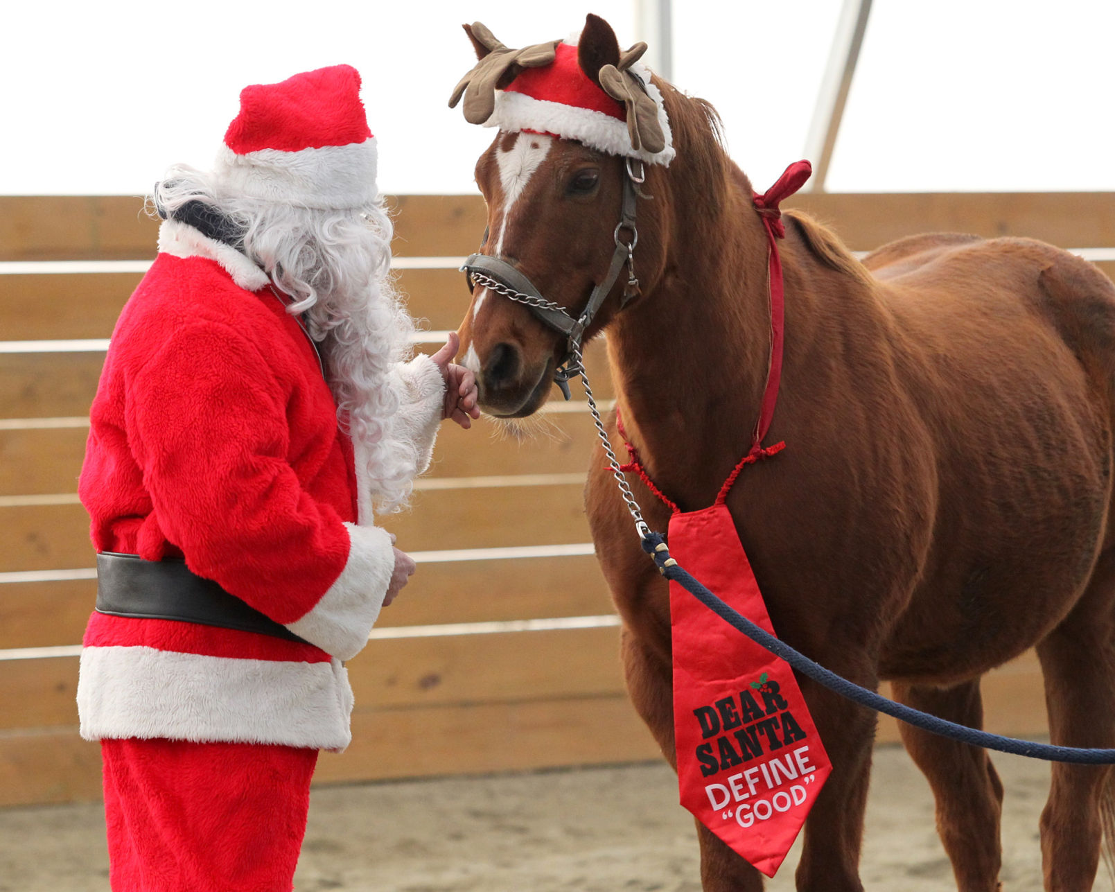 horse christmas costume