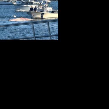No cause of death determined for minke whale, further testing to be done