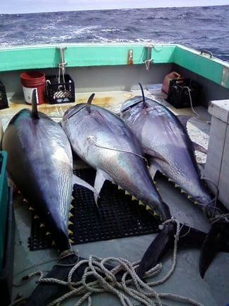 Final Rule: Restricted-Fishing Days For The 2023 Atlantic Bluefin