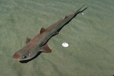 are spiny dogfish good to eat