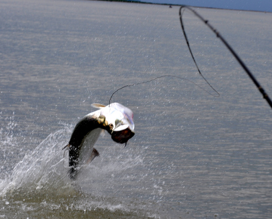 Entering Tarpon Heaven | Sports | gloucestertimes.com