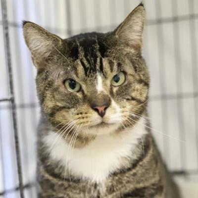 Pet of the week