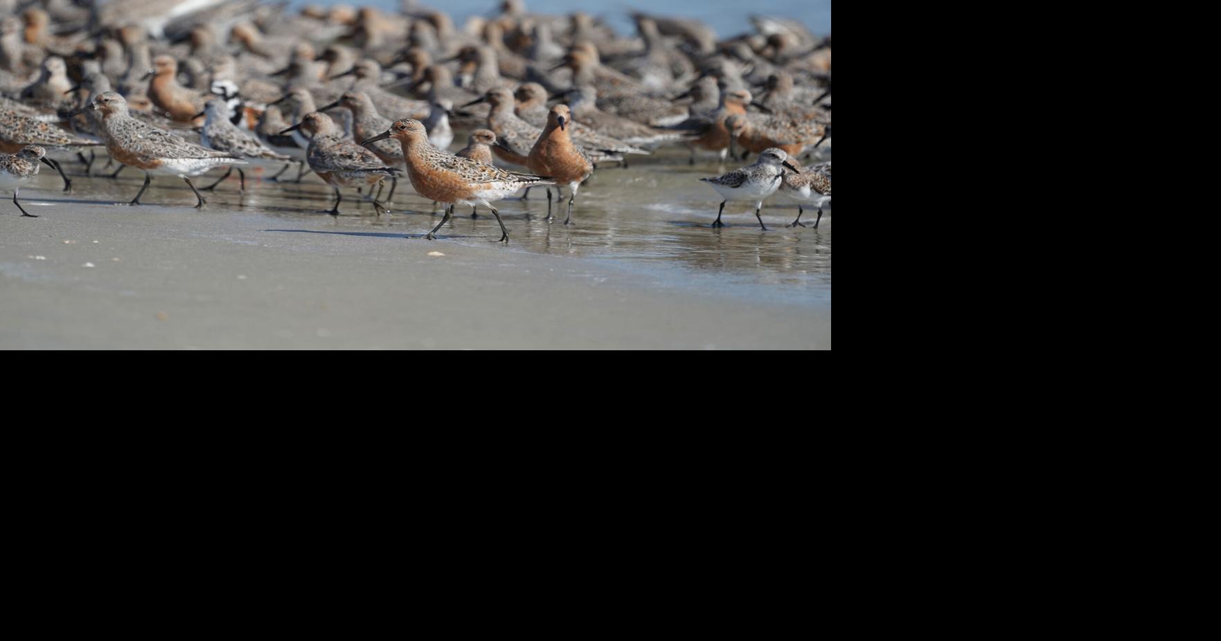 Free family-friendly performances about coastal ecology