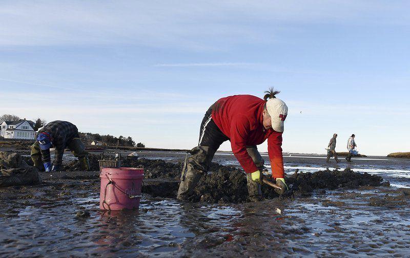 Clamoring for clams Fishing Industry News