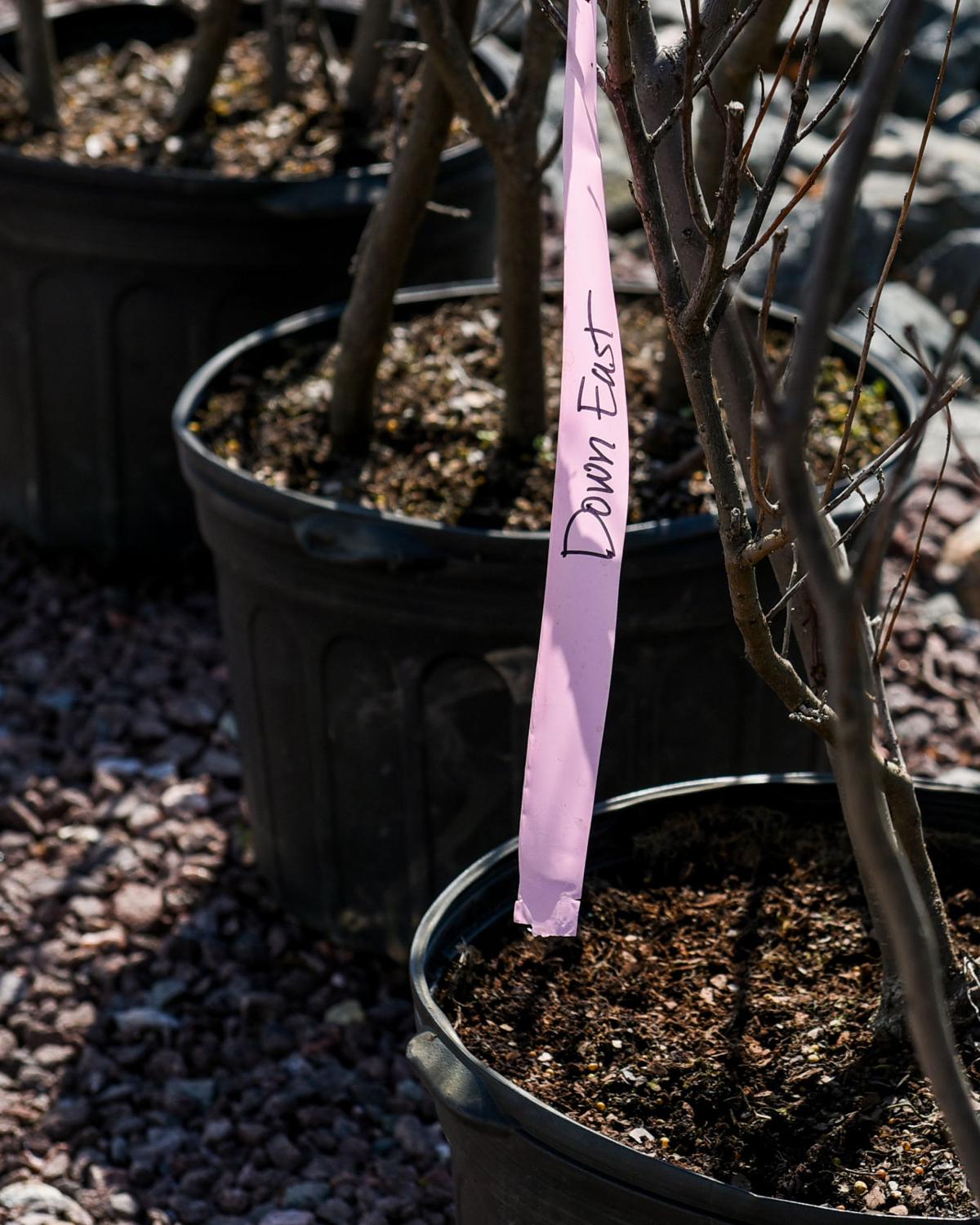 60 trees being planted at White Ellery House off Grant Circle