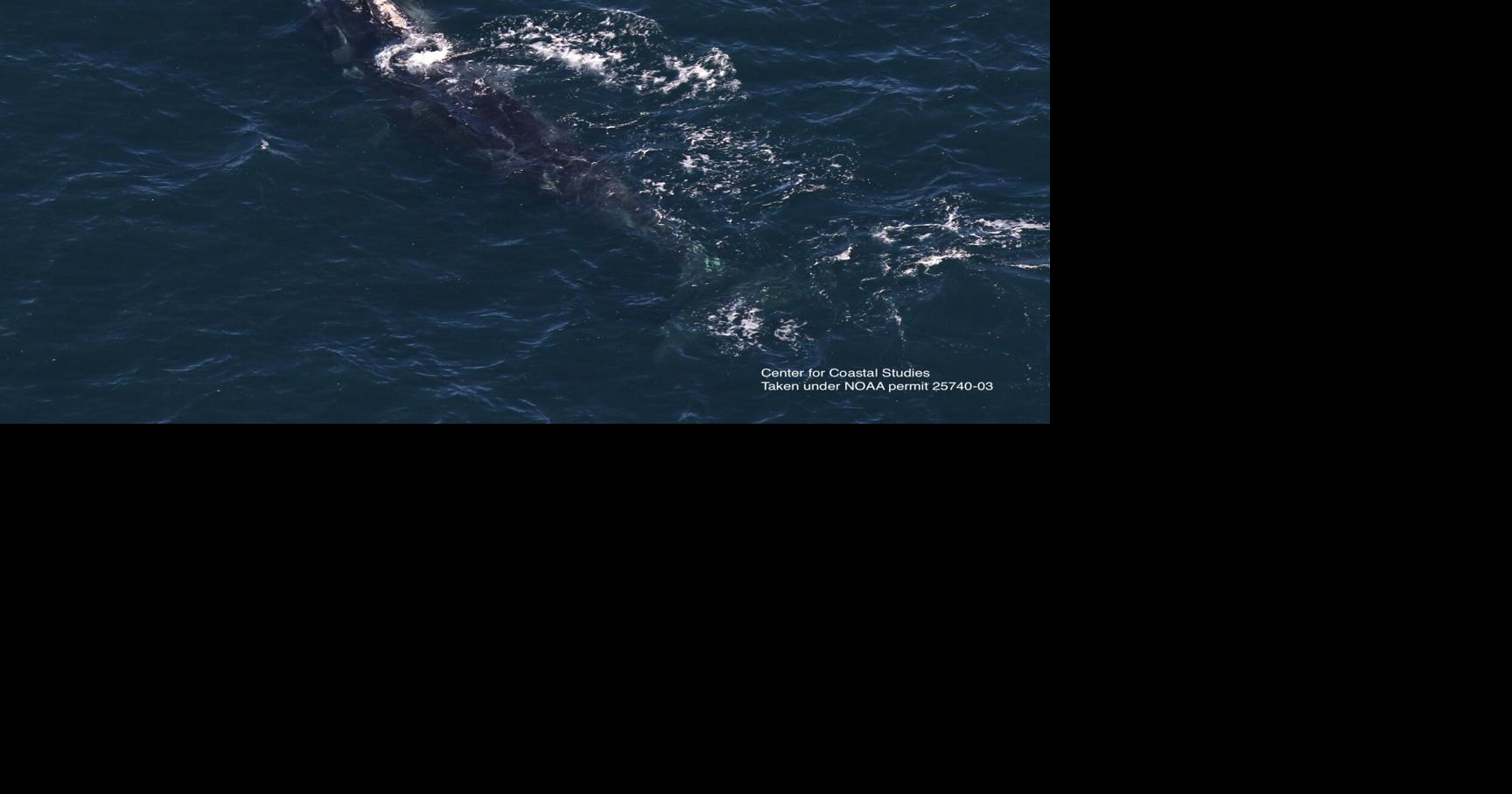 Scientists: Whale spotted off Boston traveled 3K miles