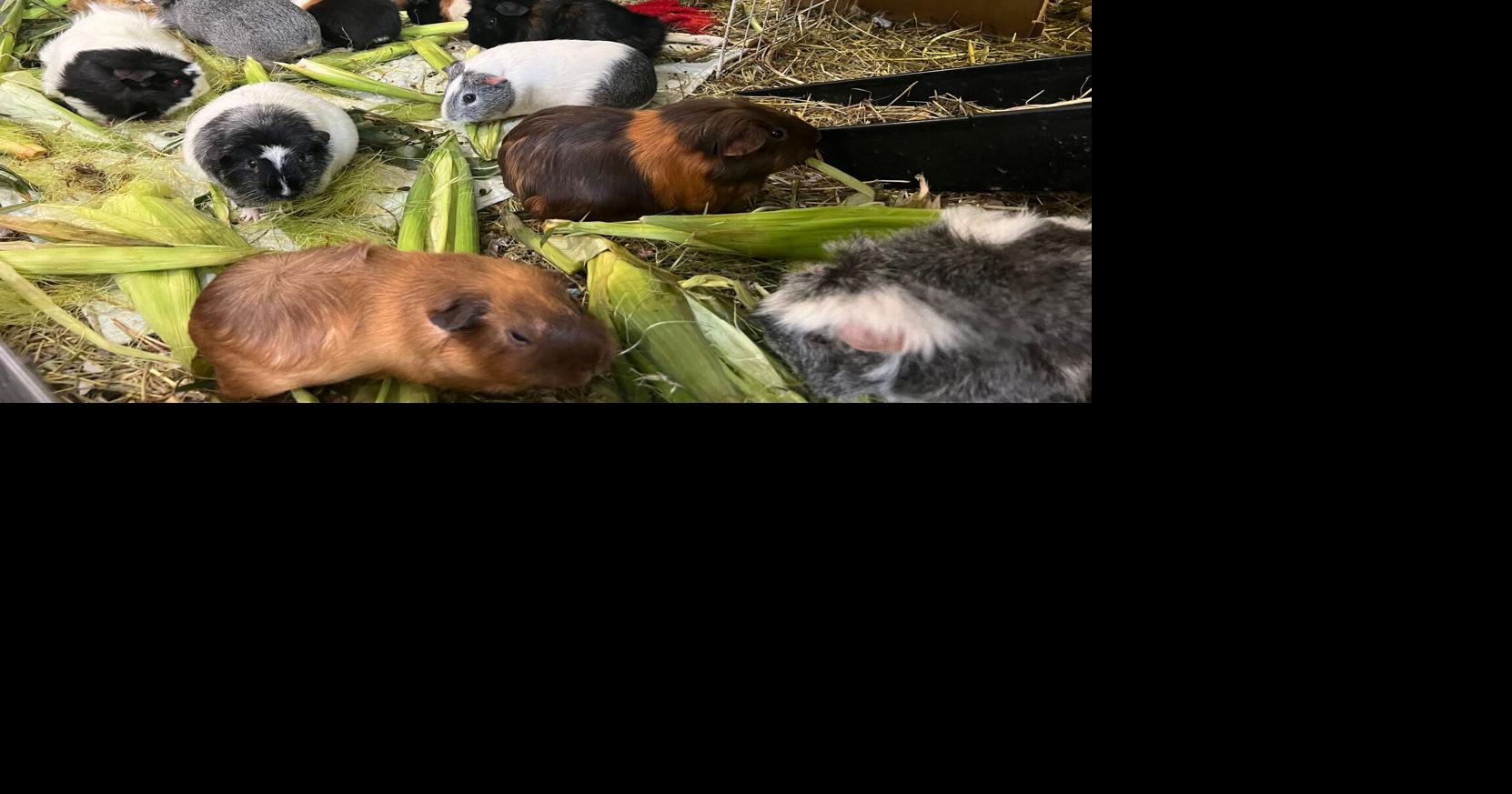 Salisbury sanctuary offers shelter, protection for guinea pigs | North Of Boston