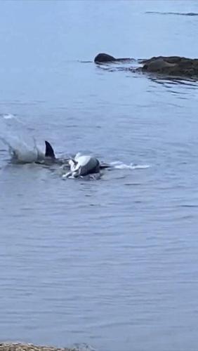 Common dolphin dies in Mill River | Fishing Industry News ...