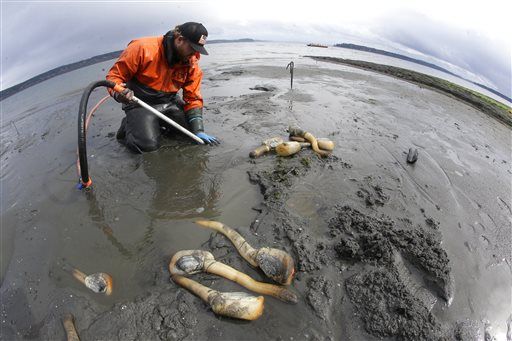 SLIDESHOW: Farming geoducks takes patience and lots of 