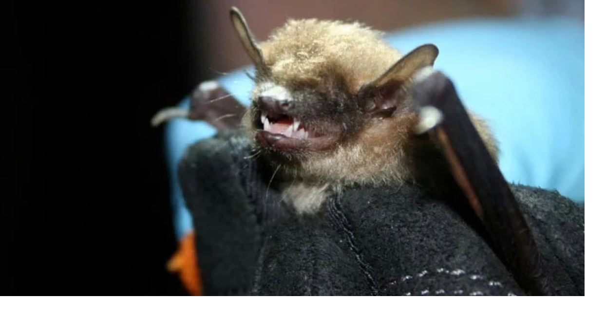 Rabies Confirmed in Bat in Greenville County | News | gofountaininn.com