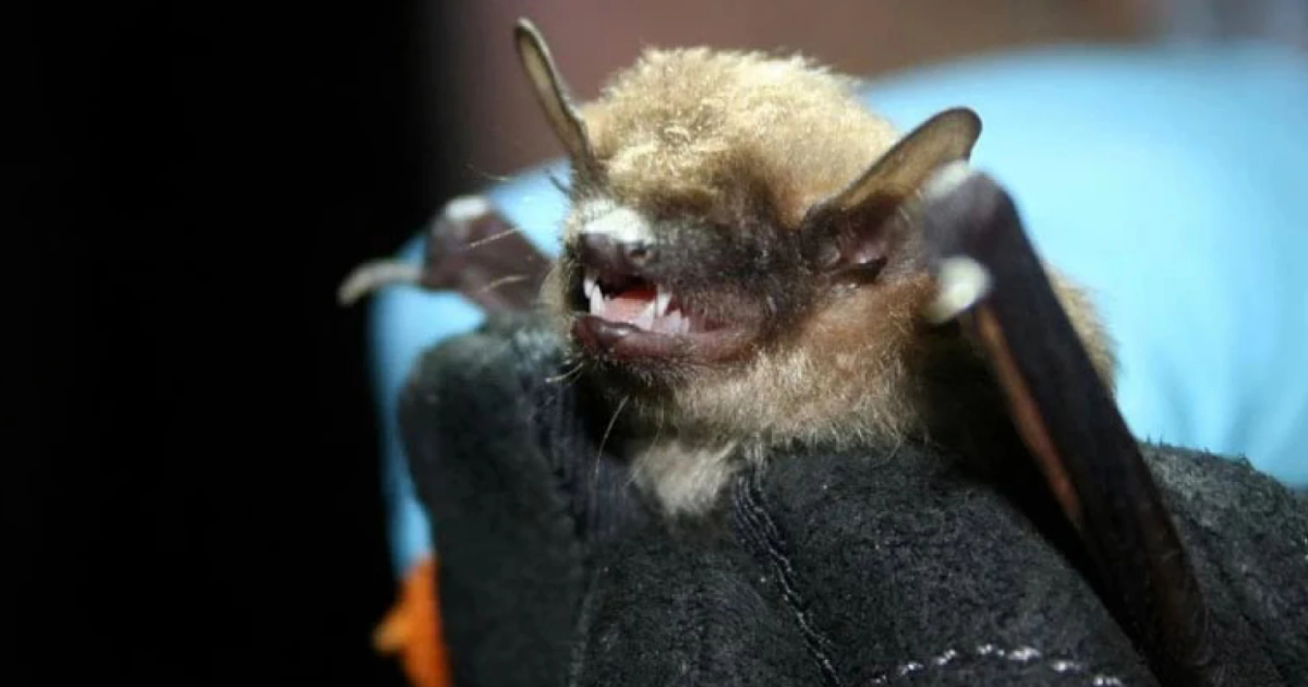 Bat Vip Rabies Confirmed in Bat in Greenville County | News | gofountaininn.com