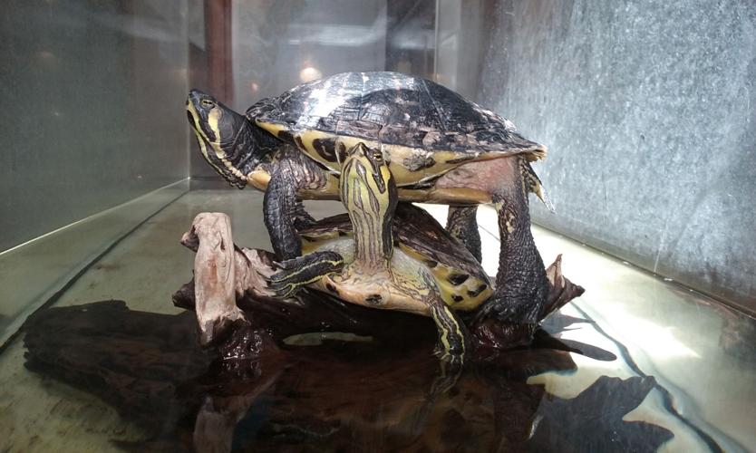 10 activities for animal lovers Features