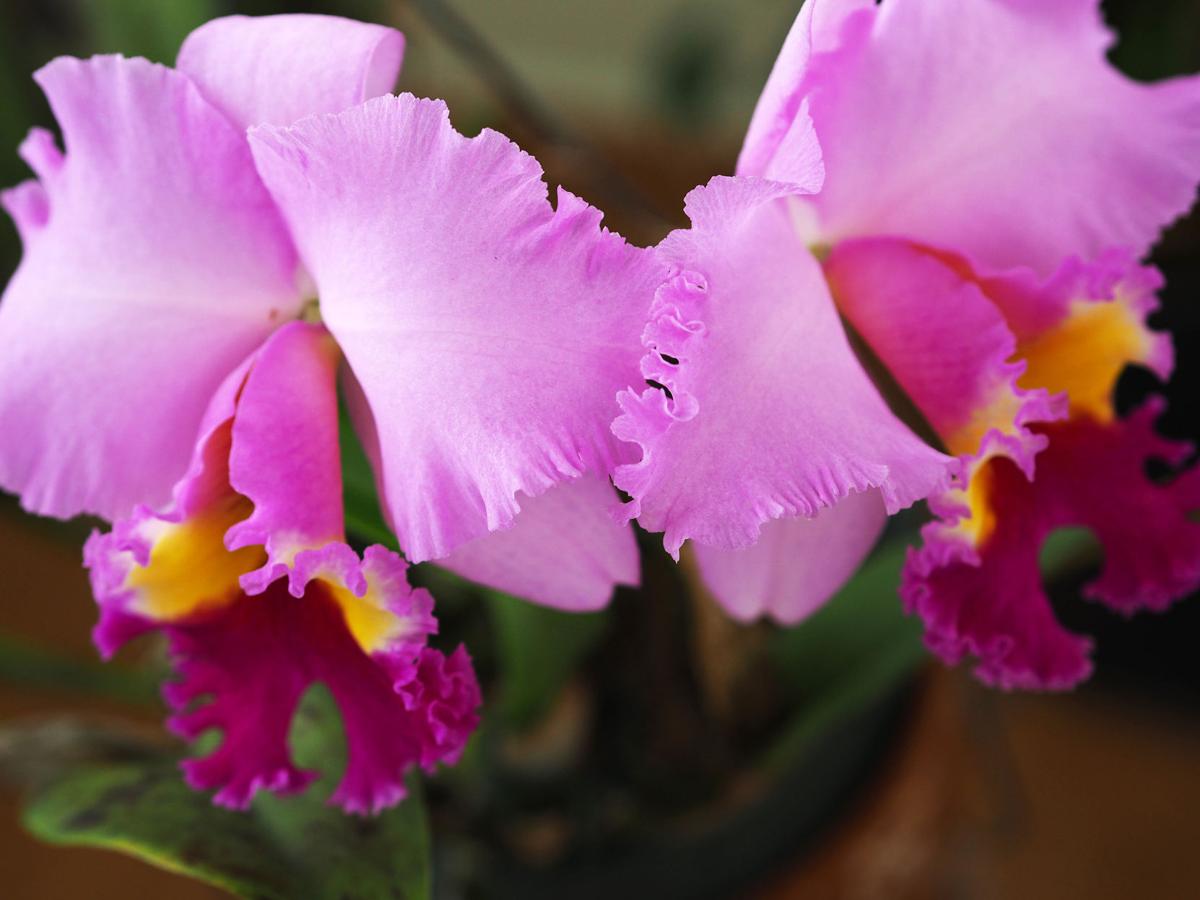 An Ode To Orchids Golden Isles Magazine Features
