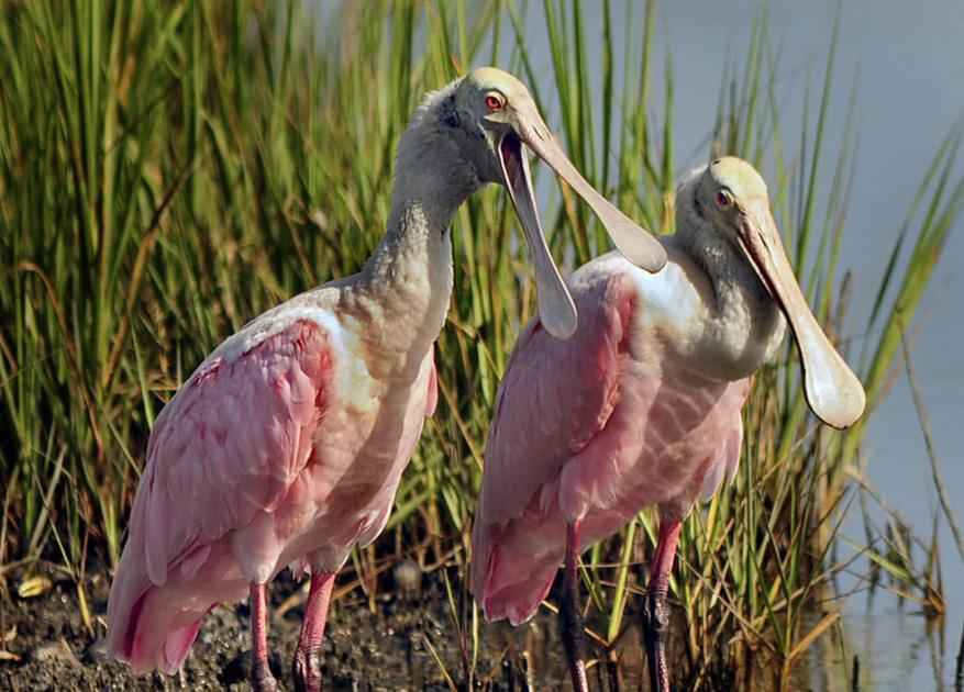 Roseate Spoonbills Coming Home To Roost Golden Isles Magazine