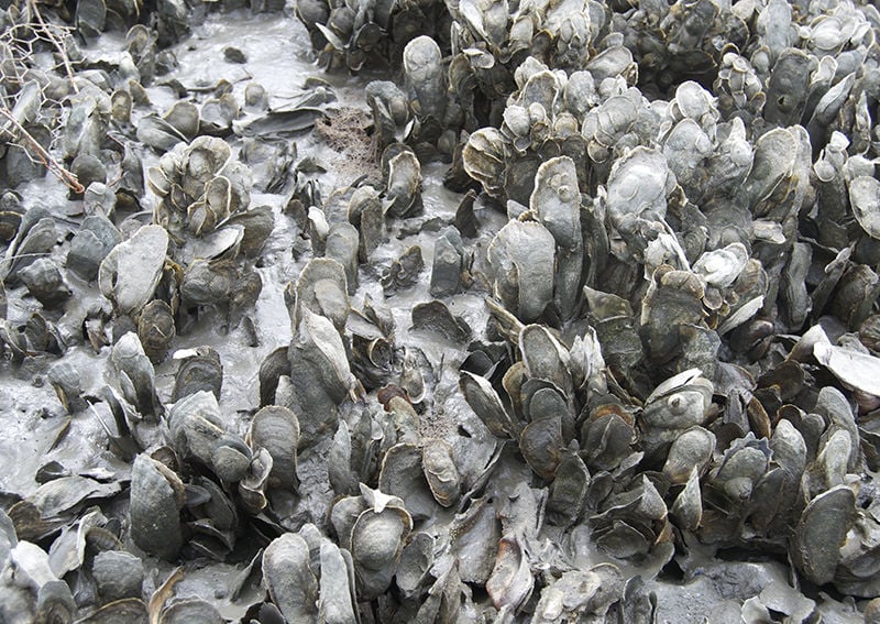 oysters As unique as the men who harvest them Features