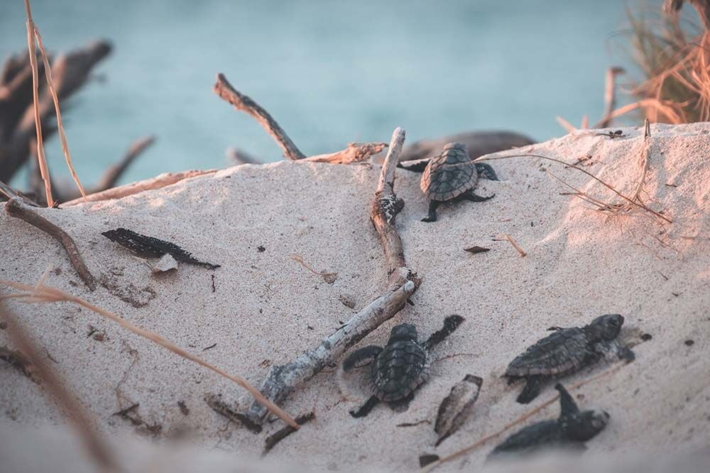 Nature Connection: Storms And Turtle Tracks | Gim Columns ...