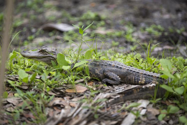 American Alligator Golden Isles Magazine Gim Columns