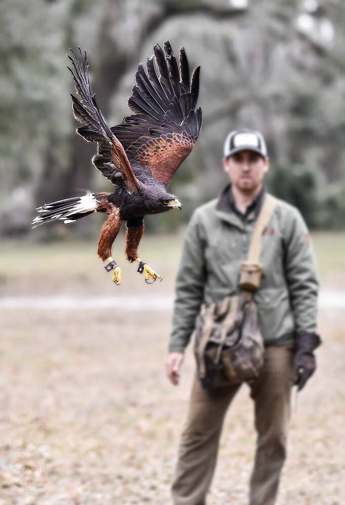 Raptor Rapture | Features | Goldenislesmagazine.com