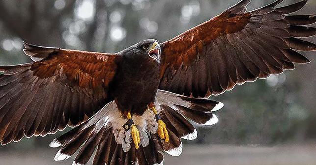 Raptor Rapture | Features | goldenislesmagazine.com